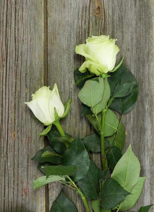 GREEN TEA  GREEN ROSES